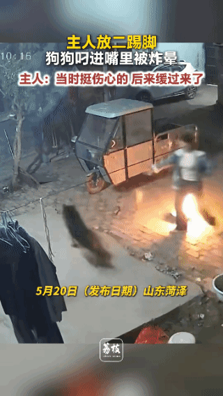 毛孩子这下玩大了！
山东菏泽，主人刚点燃二踢脚准备扔出去。自家狗狗突然箭一般冲上
