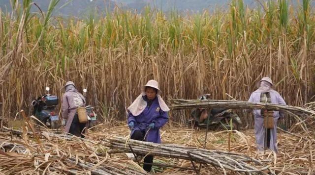 越南变化确实大，以前喊越南人过来广西砍甘蔗，一天 50 元人民币，后来变 100