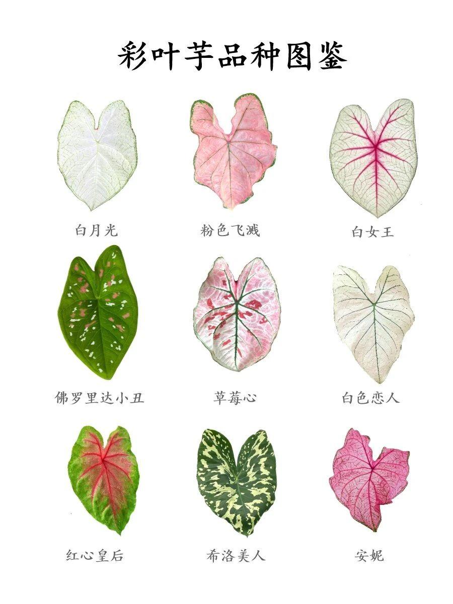 彩叶芋的颜值堪称“天然油画”，叶片色彩浓烈又鲜活，粉、白、红、复古橙等色调随意交