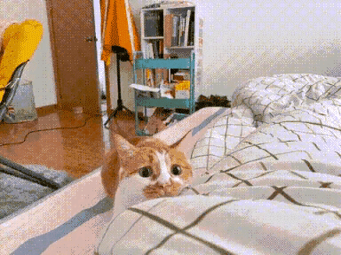 他家的猫，真的会后空翻。然后，看了一整夜后空翻!