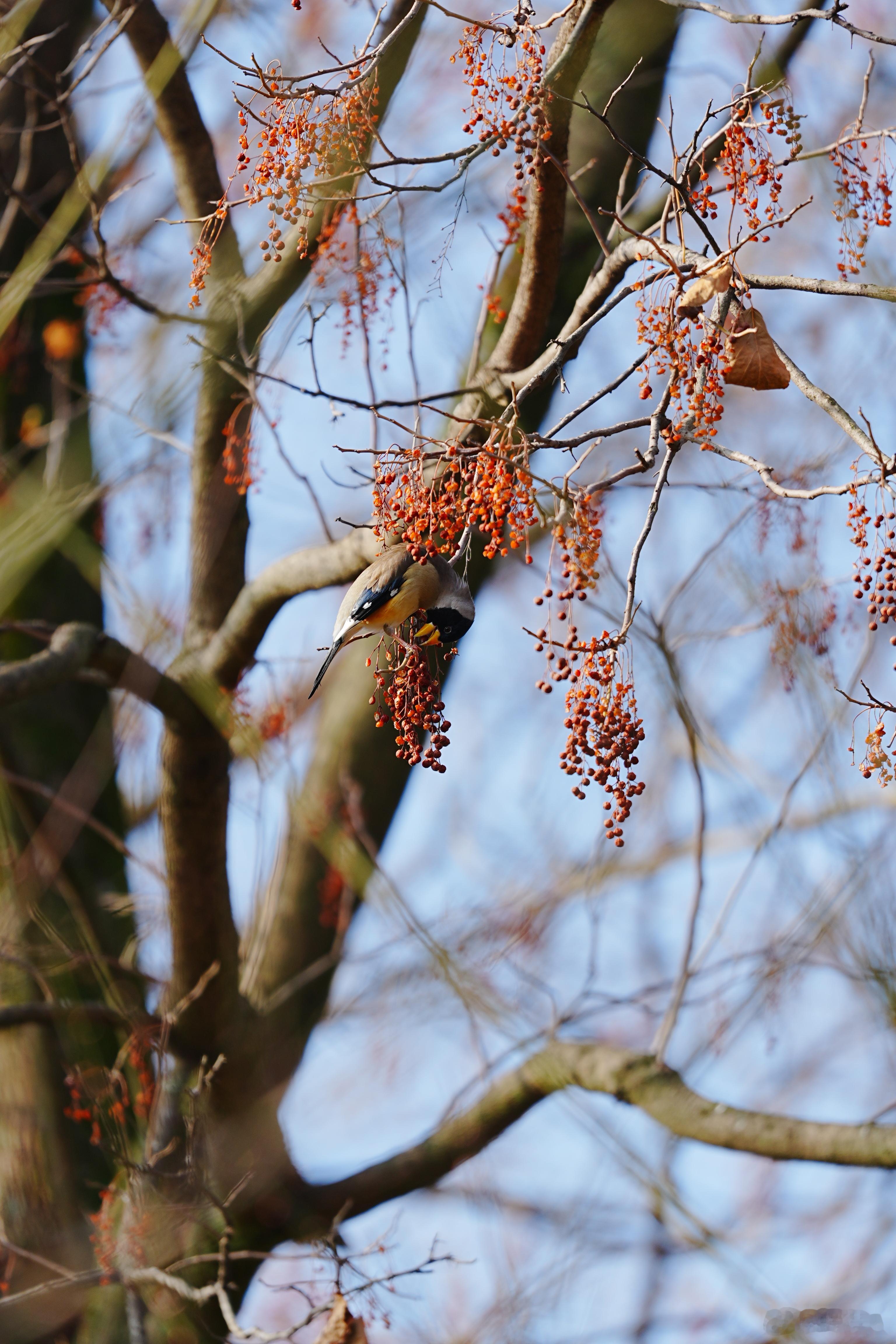 黑尾蜡嘴雀，好像特别喜欢一群群出动。每次都是长了一树的鸟~蜗的摄影日记 观鸟