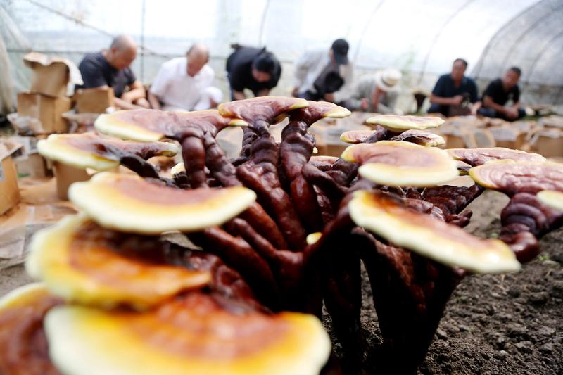 吉林网红“东方兄弟”（应为“东北兄弟”）虚假宣传这事儿闹得挺大。他们抖音账号超7