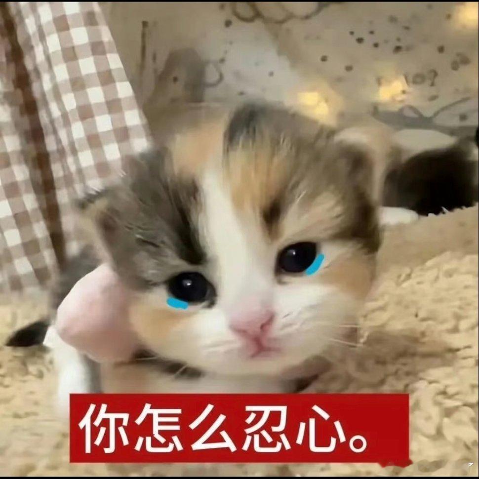 猫咪表情包。 