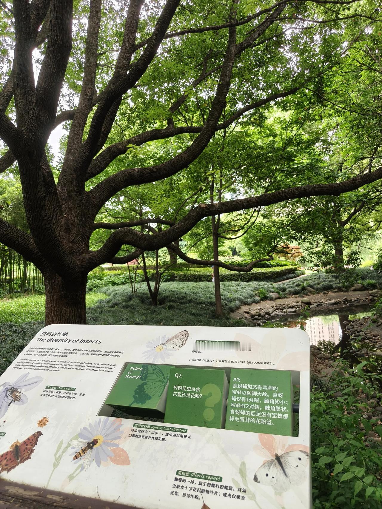 刚刚出门了一趟，去了次延中绿地，
那里不愧为城市🏙️绿肺🫁
树木🌲郁郁葱葱