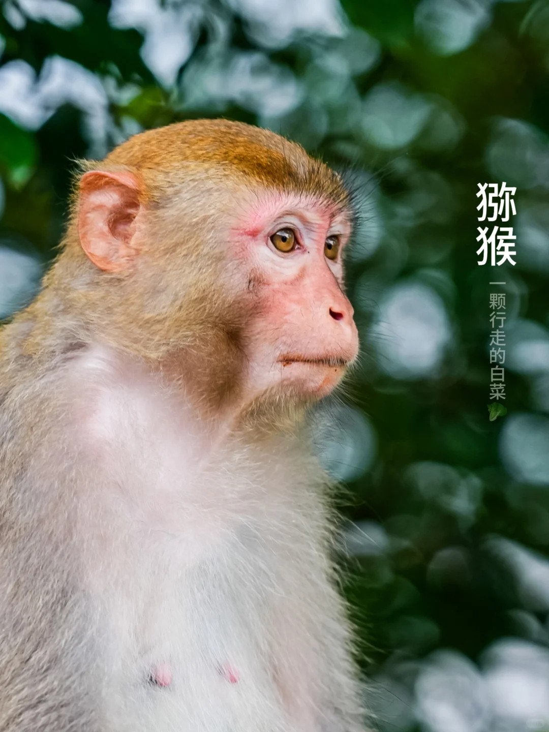 《黑神话·悟空》里悟空的“亲戚”