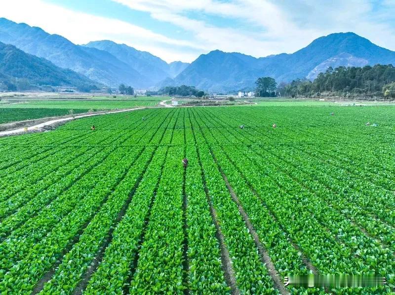 大白菜又涨价了，可爱的菜农明年又要大规模种大白菜了，不知是喜是悲。一块地净利润能