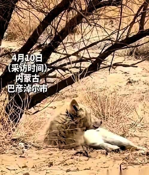内蒙古一头野狼，干了件颠覆整个狼族认知的事。
 
这头编号W07的母狼，在即将生