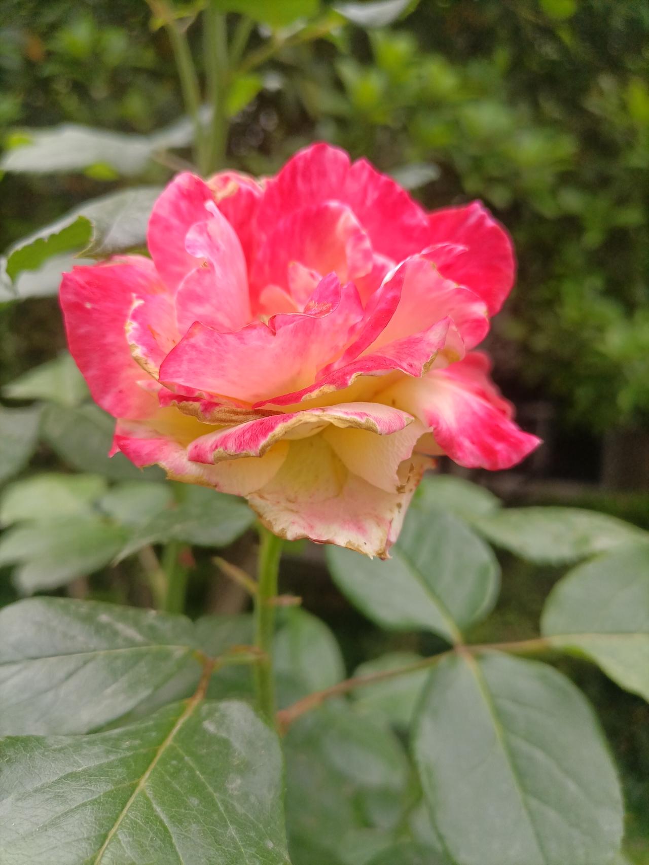 【夏之韵·读古诗寄情怀】今年春天最想实现的心愿

春望词四首·其一
唐·薛涛
花