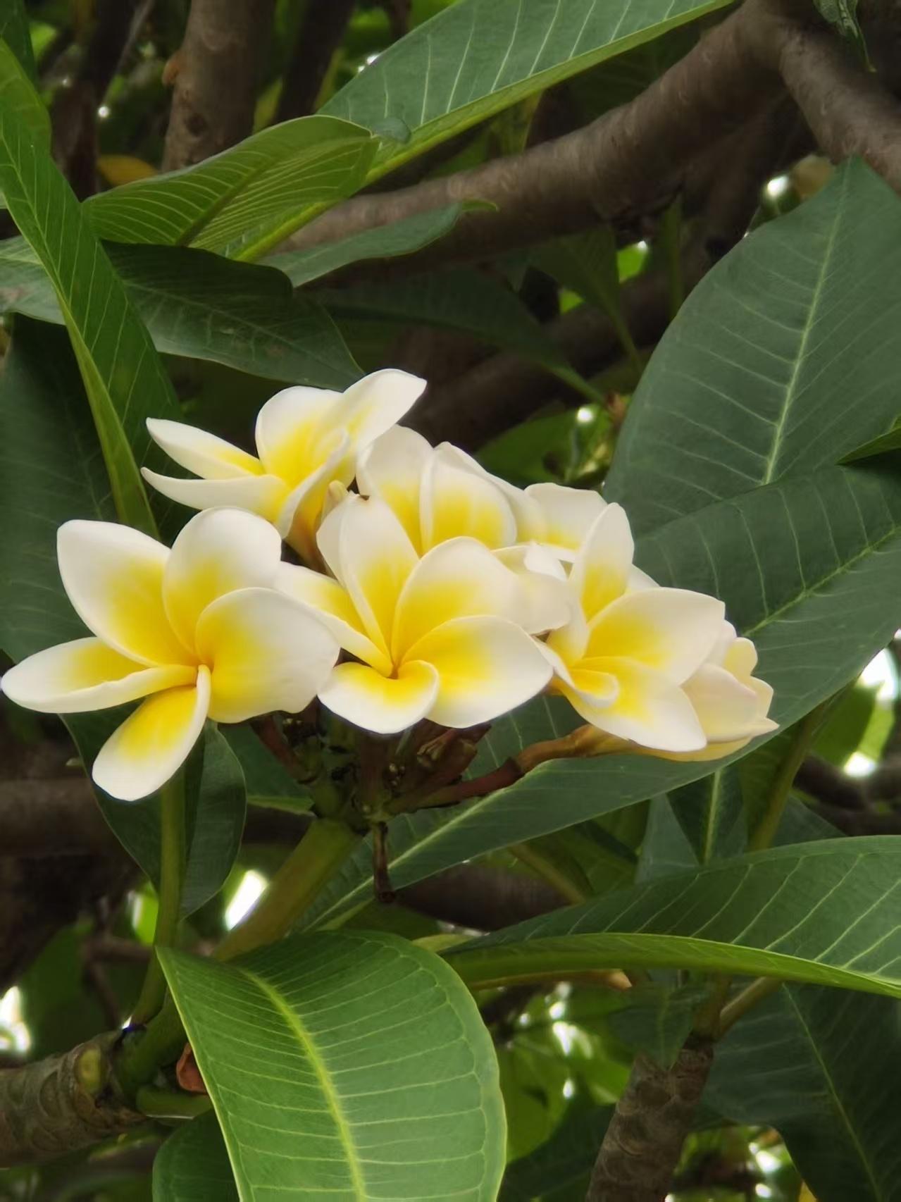 《夏风里的白月光》——LaMa娟
白瓣裹着鹅黄的蕊
在浓绿的叶间轻睡
风一吹，就