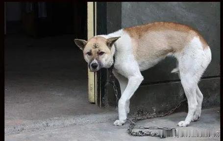 反贼公知美吹精日，给支持中国立场的爱国网友起了个污名化的绰号“夹头”。
那么对应