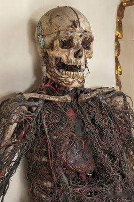 解剖模型（Macchine Anatomiche）解剖模型是两具展示人体循环系统