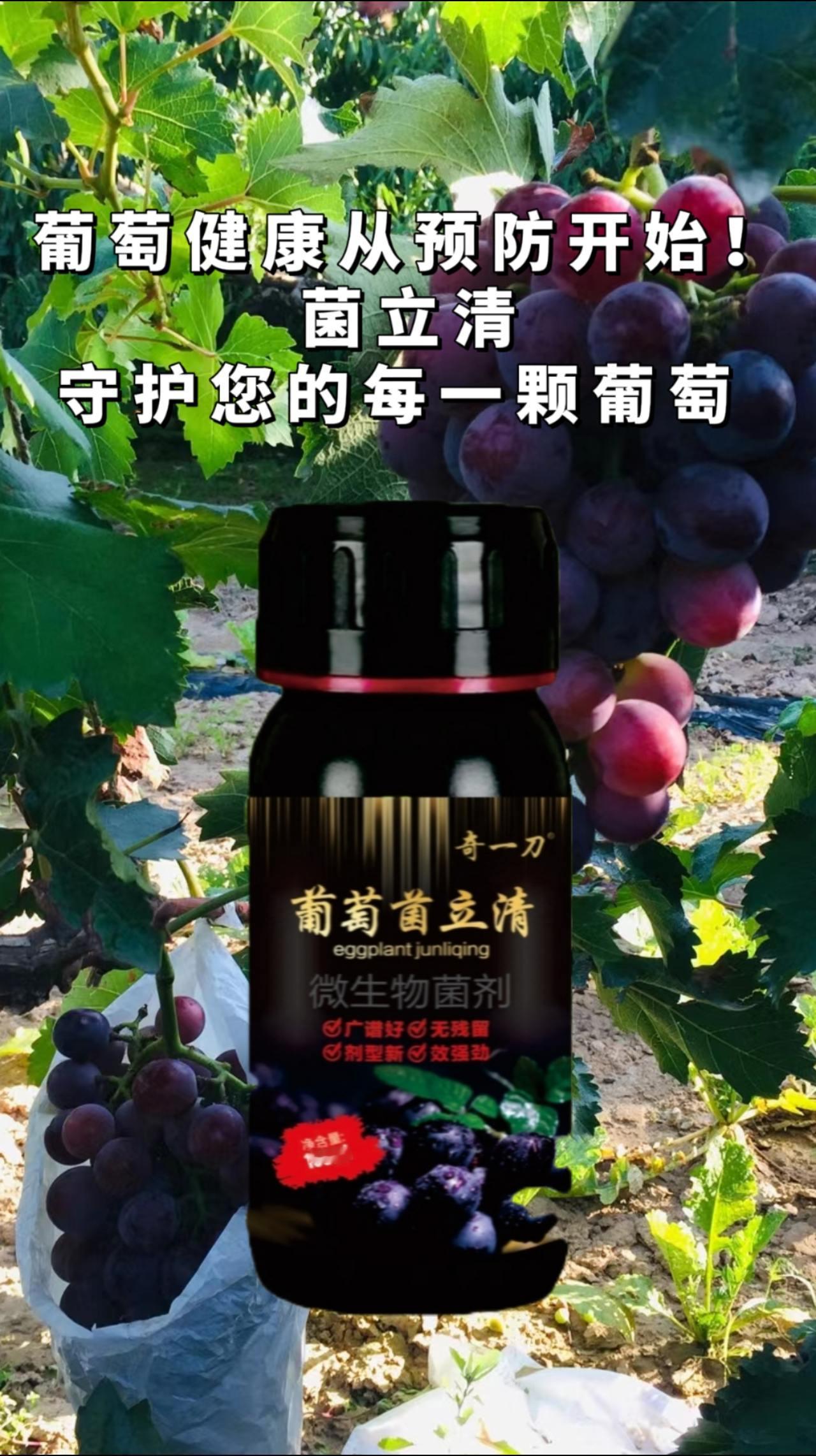 葡萄种植常见的病害