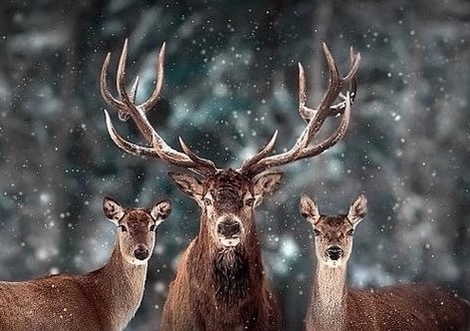 A股就看军工会不会继续了，其它的蓝筹白马没启动，科技类涨幅过大，福建海南消退了。