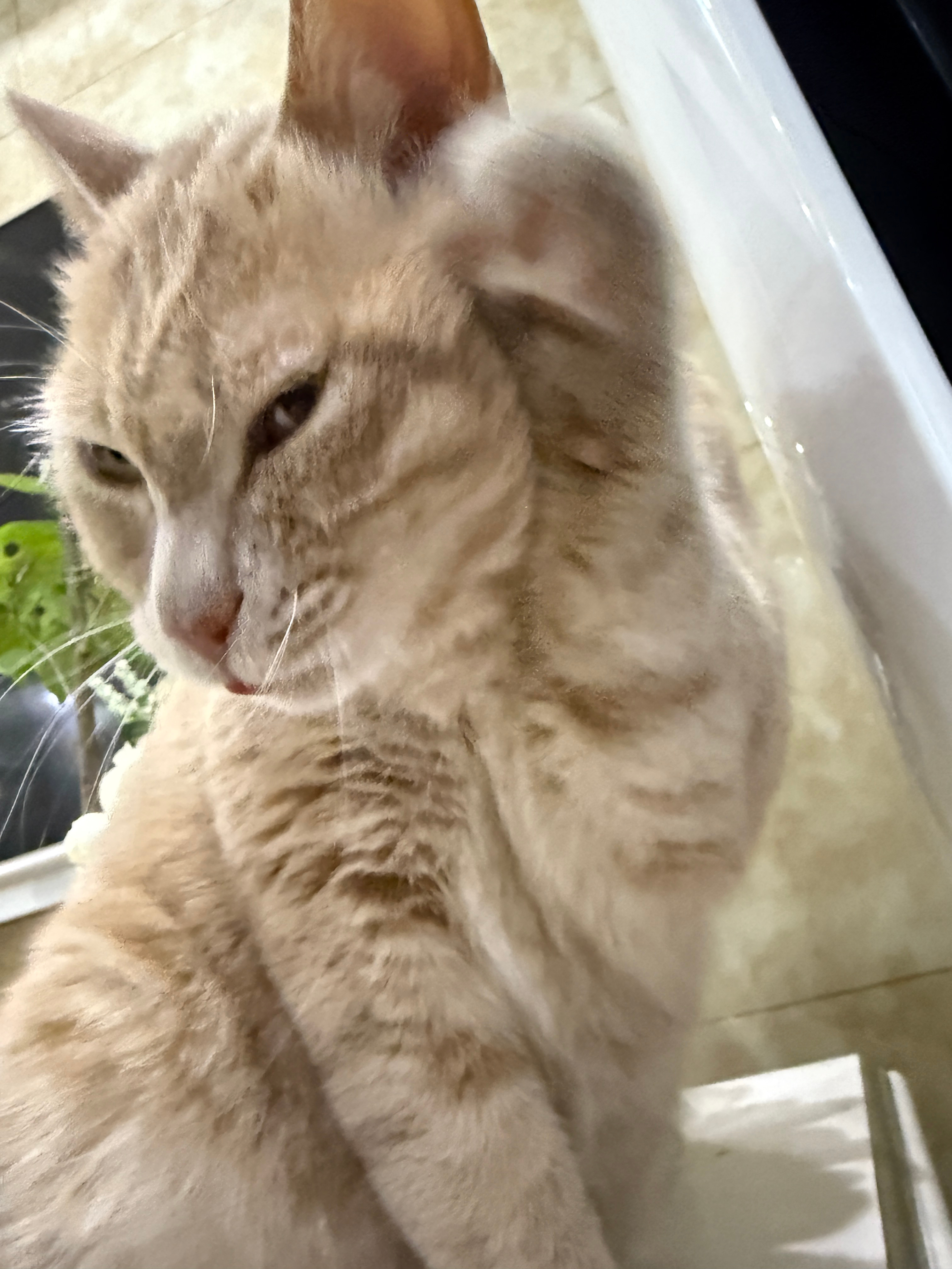 熊孩子🍊橘子来了