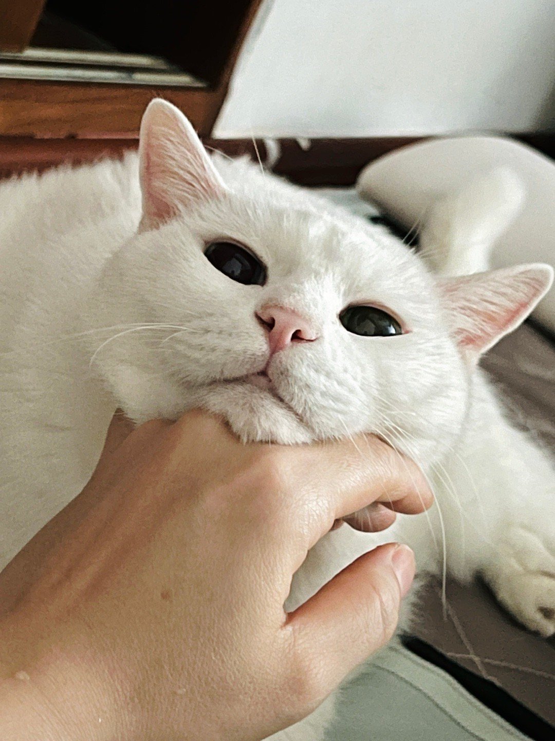 老寶真香🍑🌸 ​​​