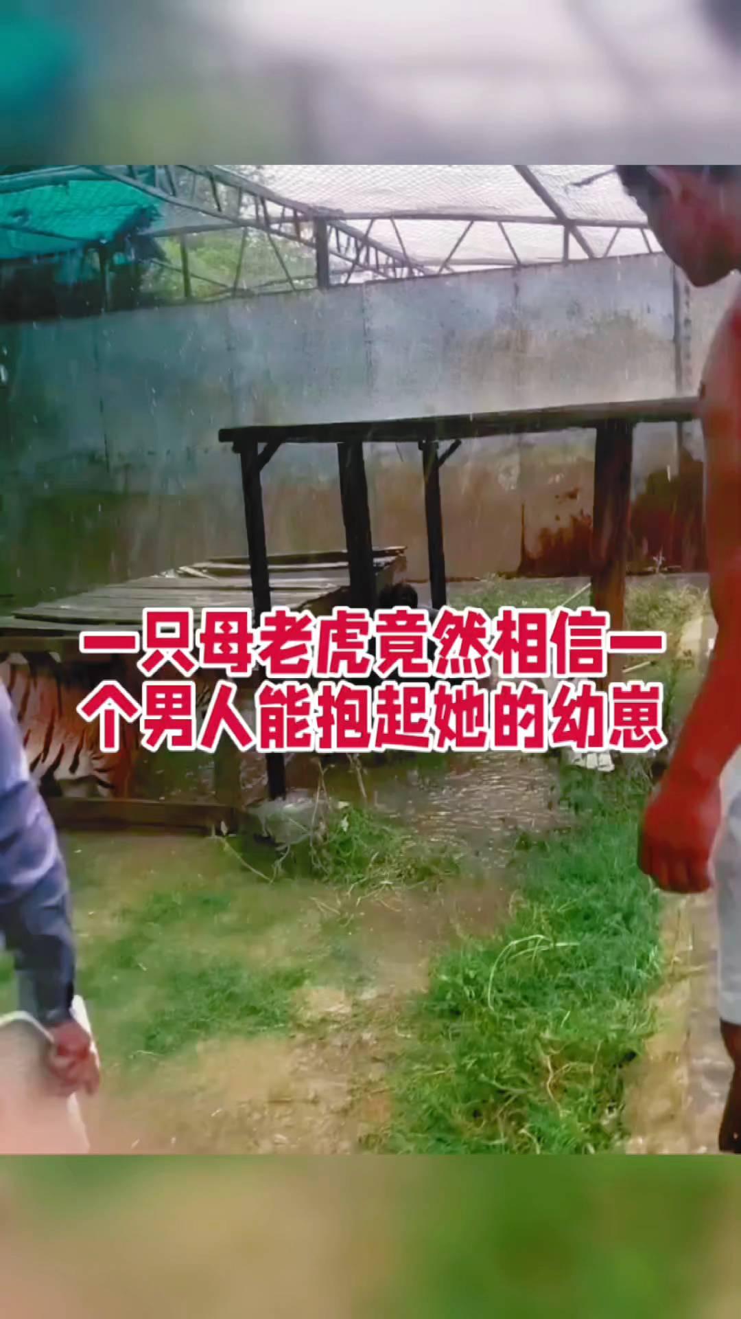 一只母老虎竟然相信一个男人能抱起她的幼崽。