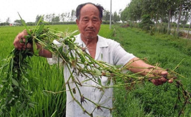 90 年前，日本人将一种毒草带到中国，并大面积种植，泛滥成灾后差点导致我国农作物