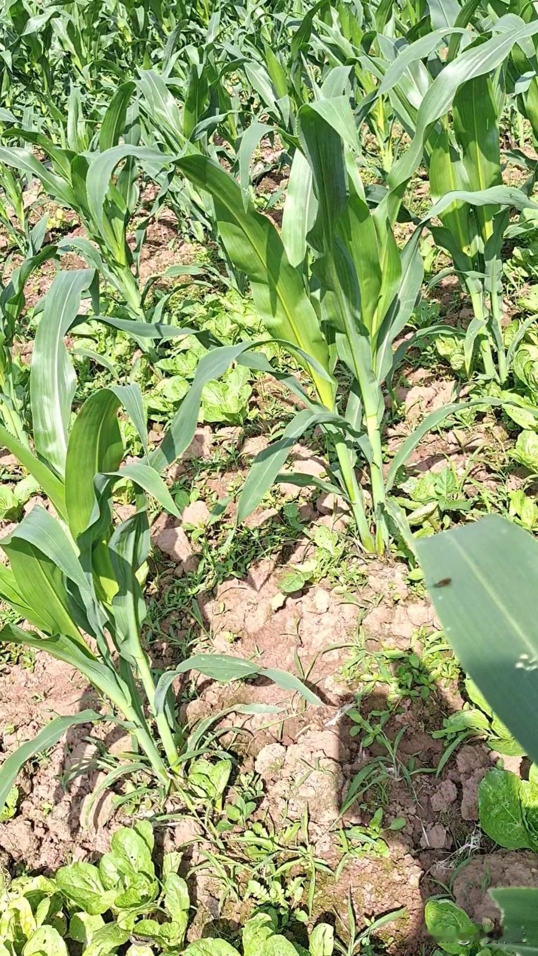 一位八十多岁的农村老太太她说她要去买包耗儿药把自己毒s，又听说这样s的，阎王爷不