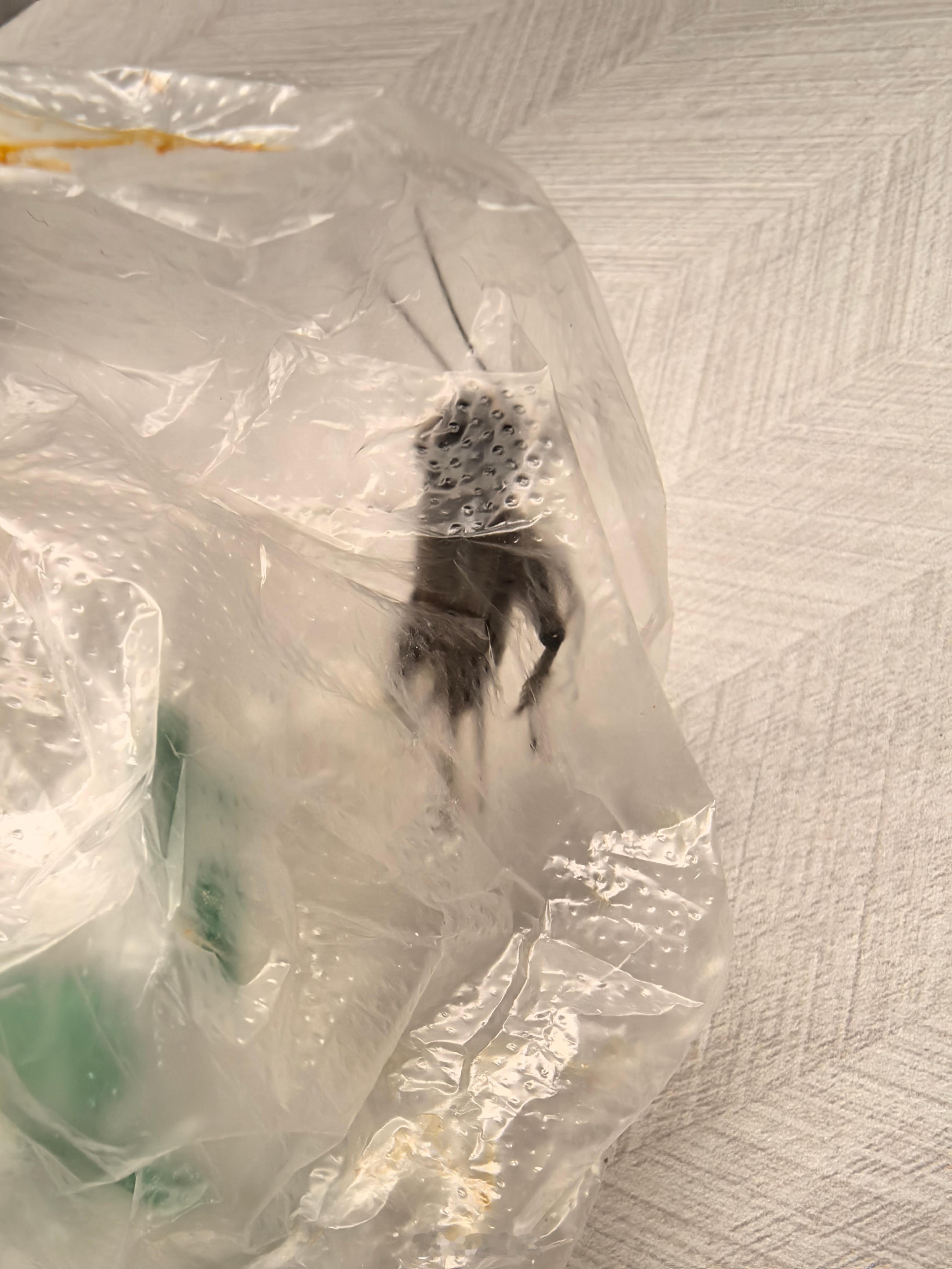 突然被它窜到脸上，在睡梦中惊醒。然后，开灯，把它逮住了。 