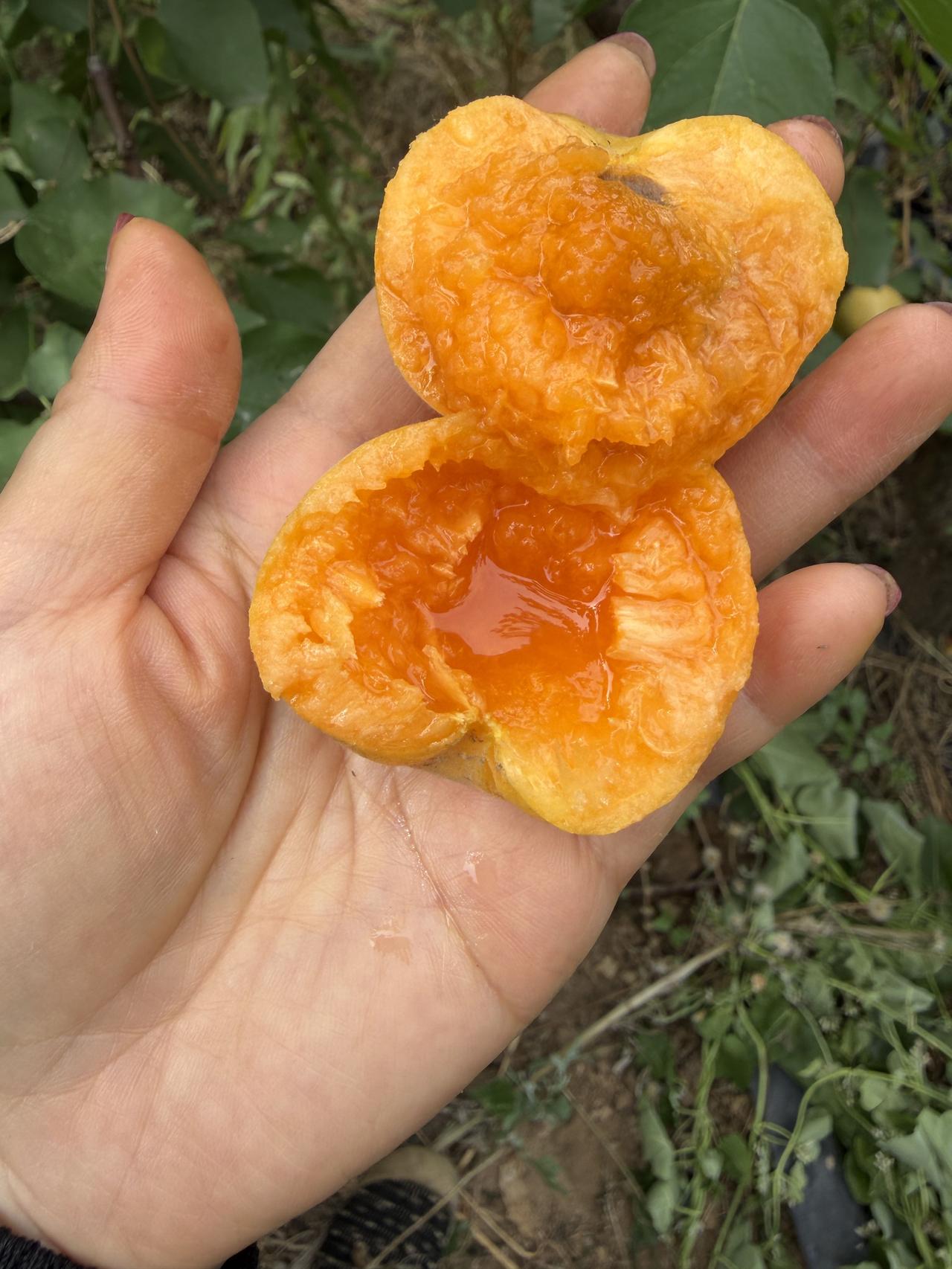 这是我吃过最好吃的杏，又大又甜又香，汁水充足。

      去年两棵杏树结了五