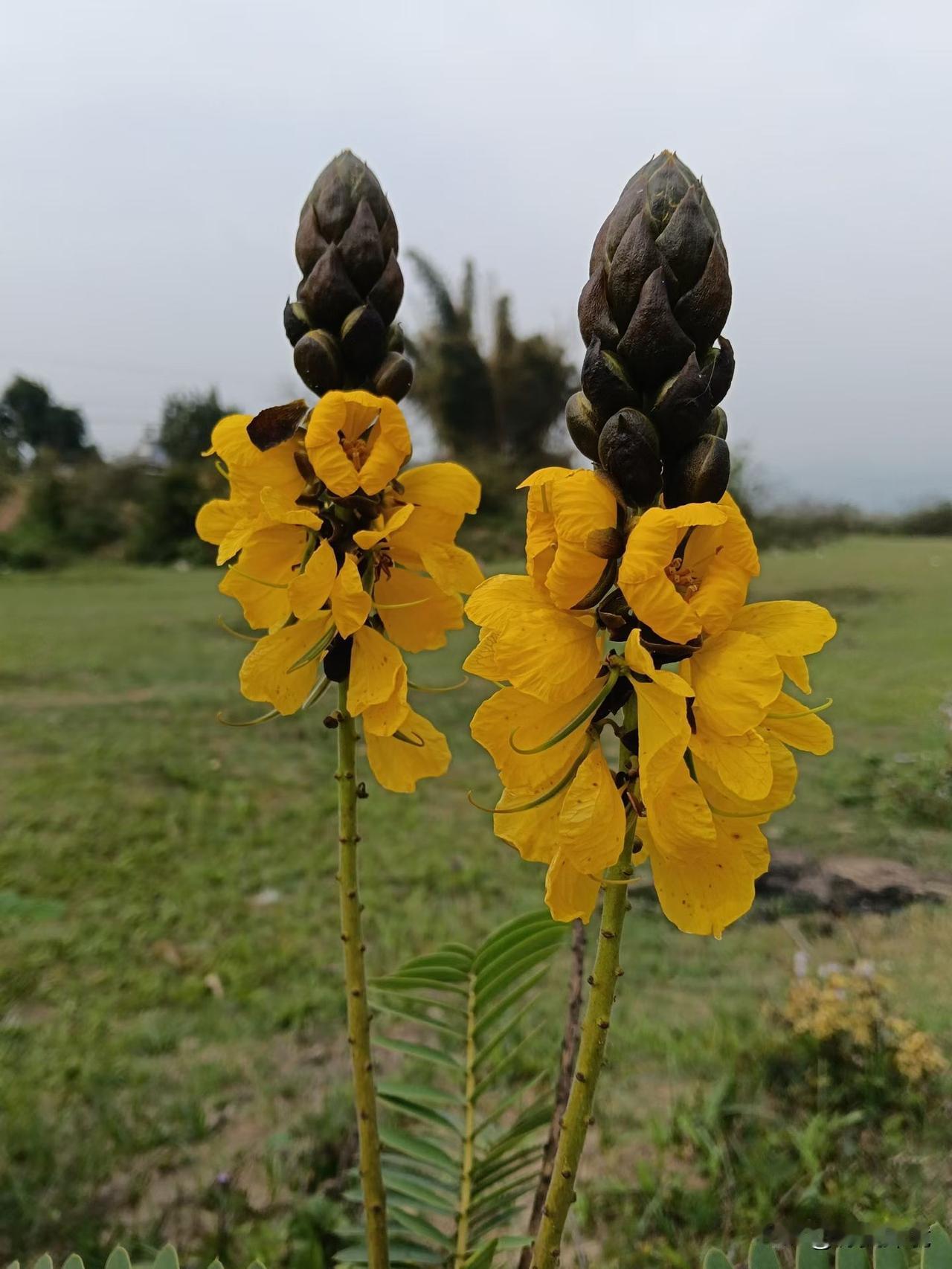 俏皮的野花儿

野花儿堪称大自然中最俏皮的精灵。风起之际，它们尽情摇曳，全然不顾