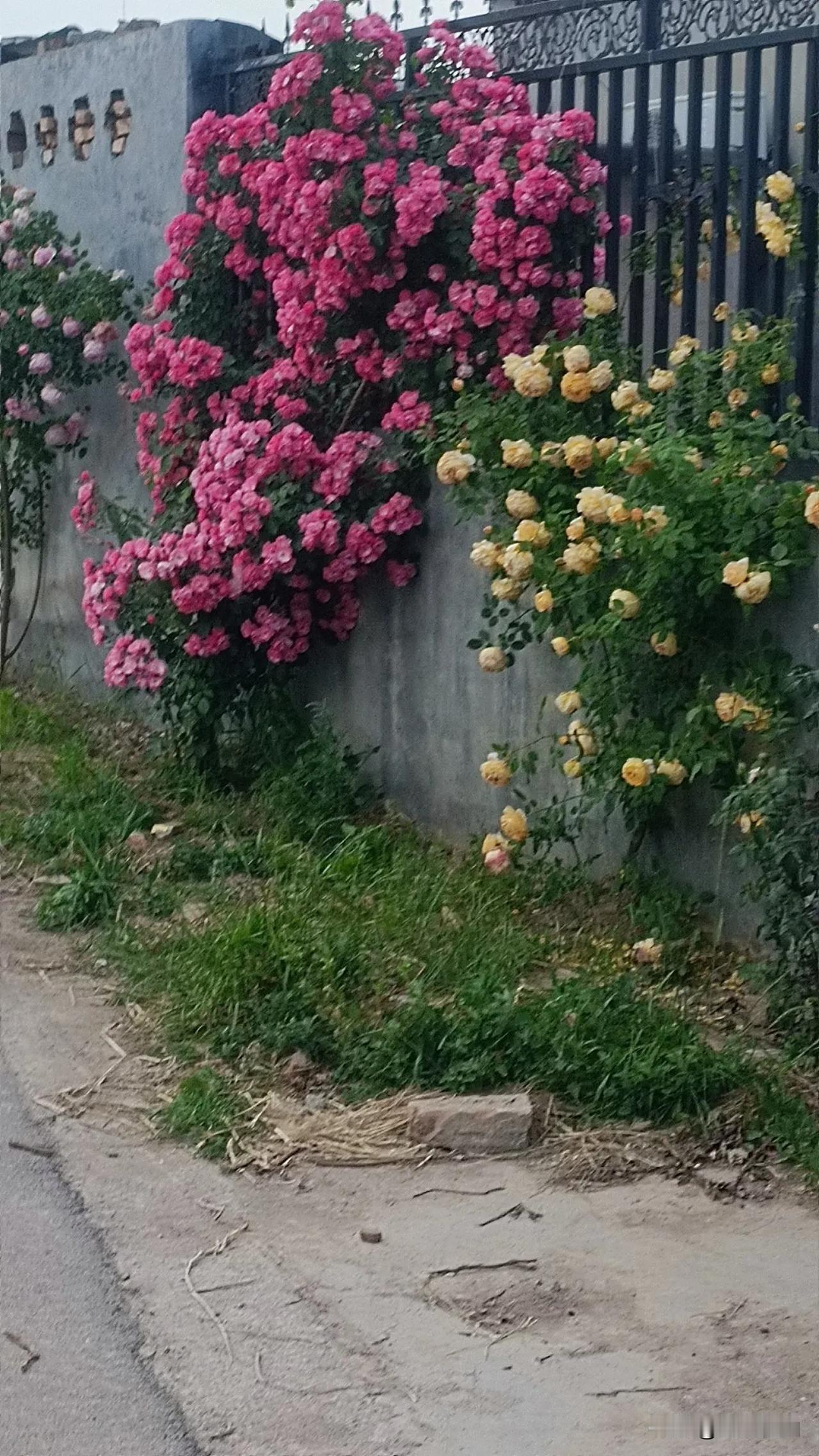 临江仙·咏蔷薇
 
一架柔红萦小院，芳丝暗绾东风。
轻沾烟雨醉芳丛。
繁英凝浅黛
