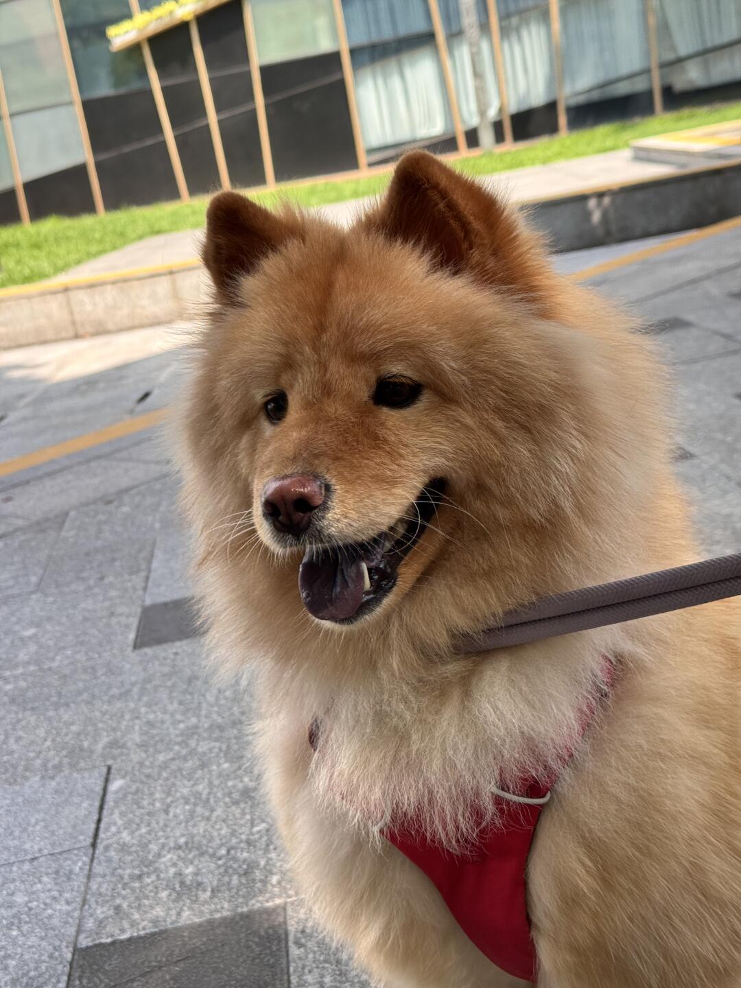 小豆嘻嘻
