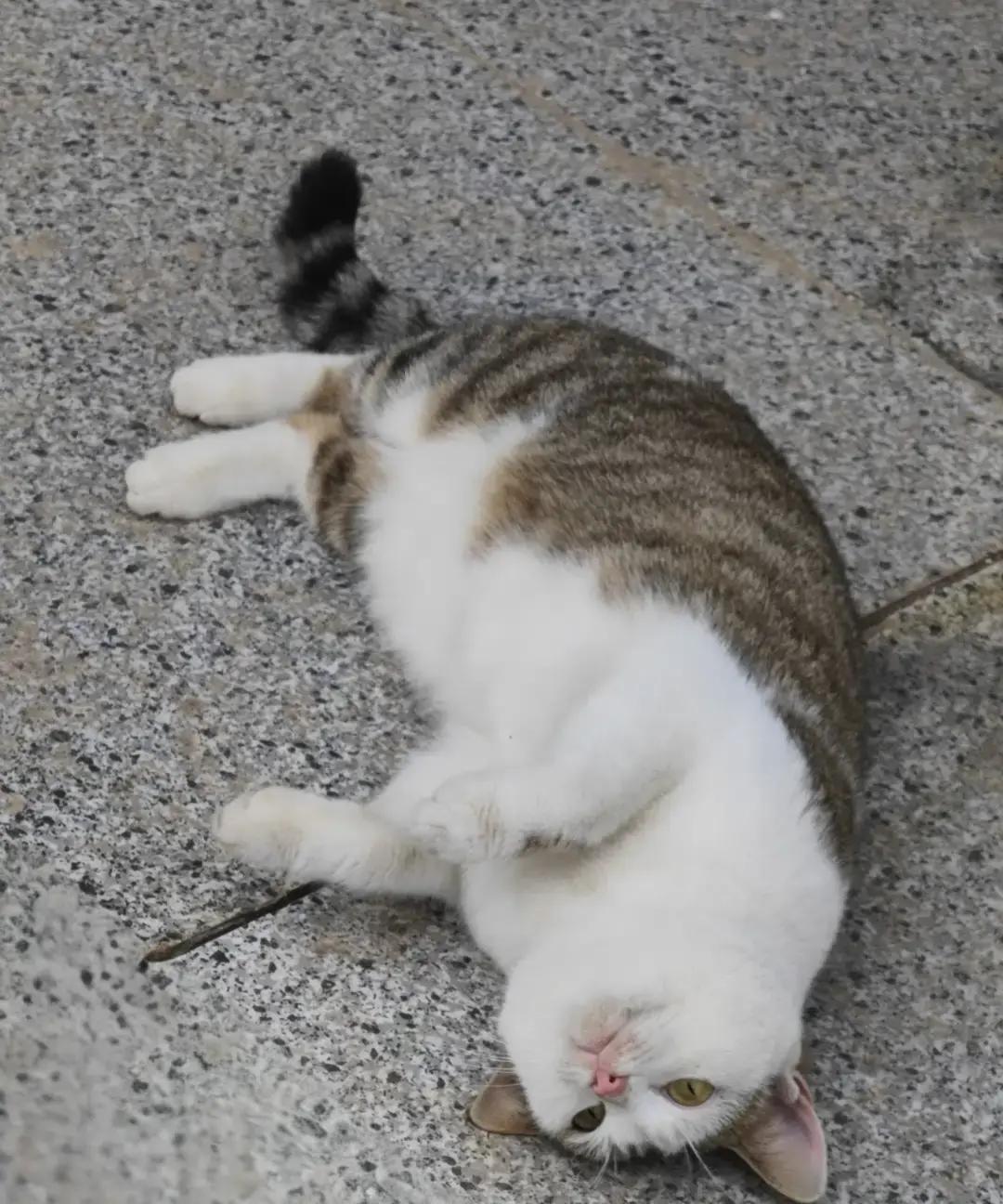 上级来视察的两个女领导，午休入住宿舍仅仅一天，就不来了。
 
现在宿舍门一关，他