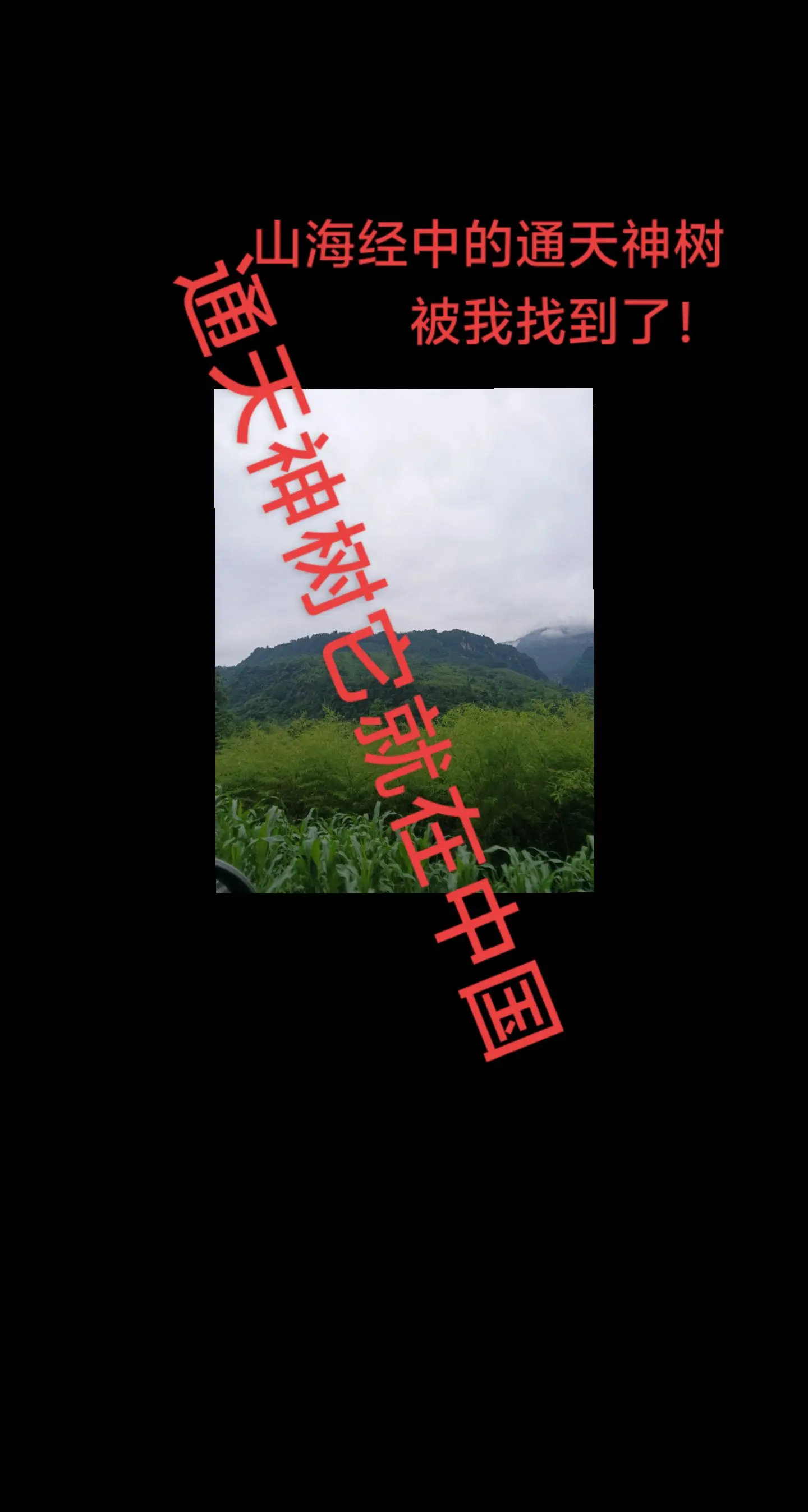 此山形如树桩，面积至少上千亩！