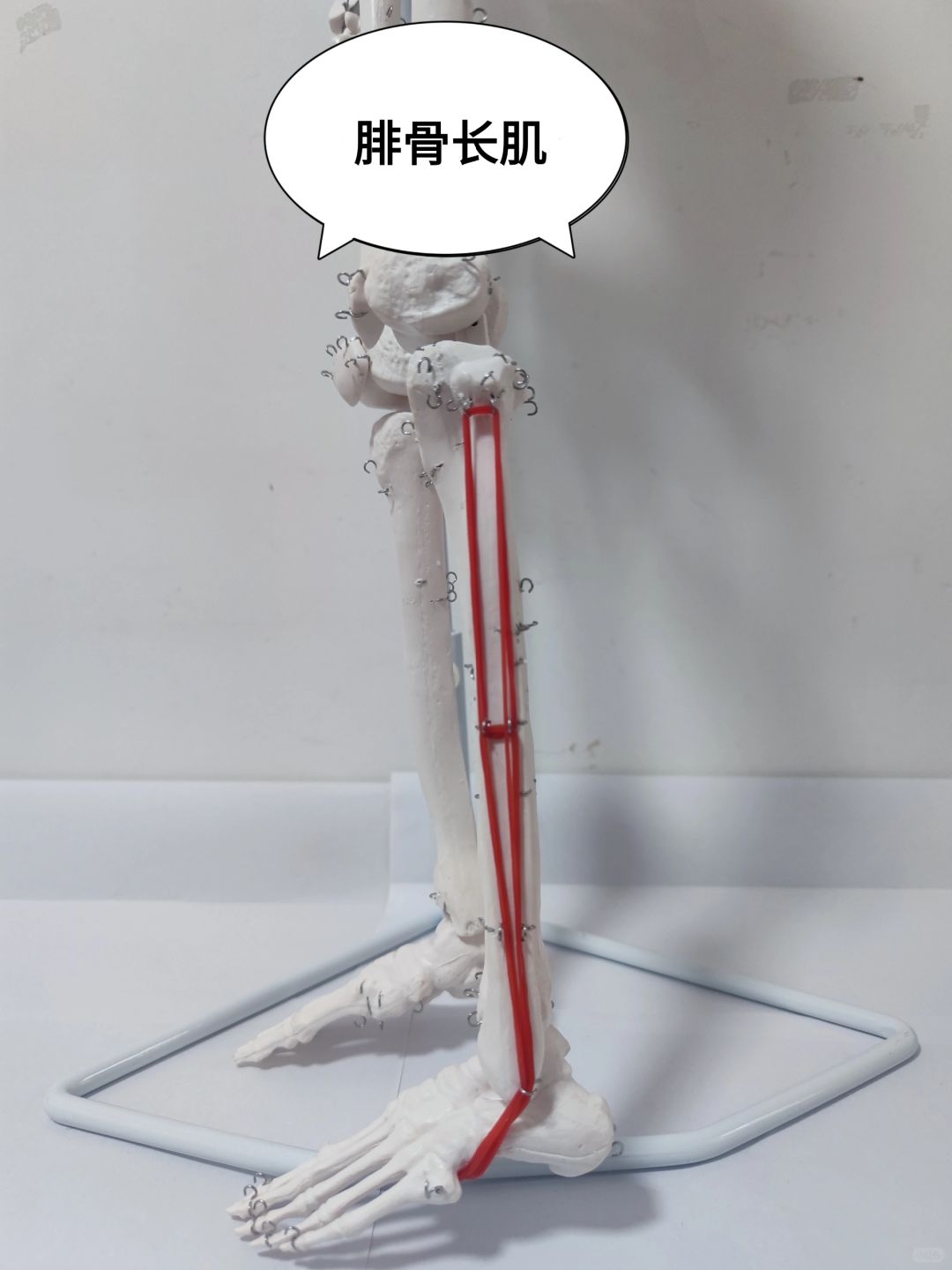 腓骨长肌