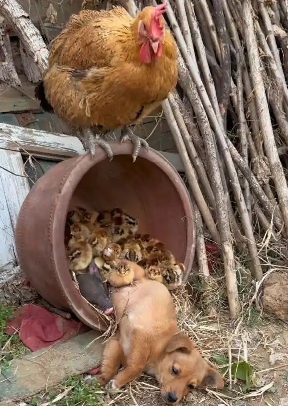 猪朋狗友，好和谐。 