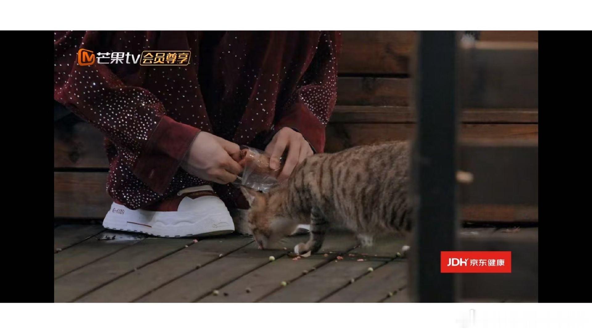 披荆斩棘神转场张彬彬没喂的猫陈若轩喂了 张彬彬：猫跟我回宿舍我就养。猫：跟了。张