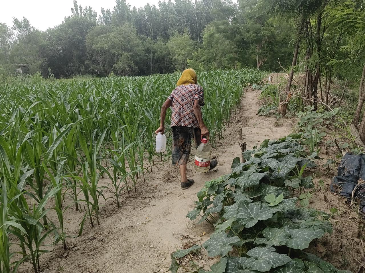 今天下午4点多出去看踢球，又看到了老太太。
老太太的自行车上挂着一个铁框，框里的