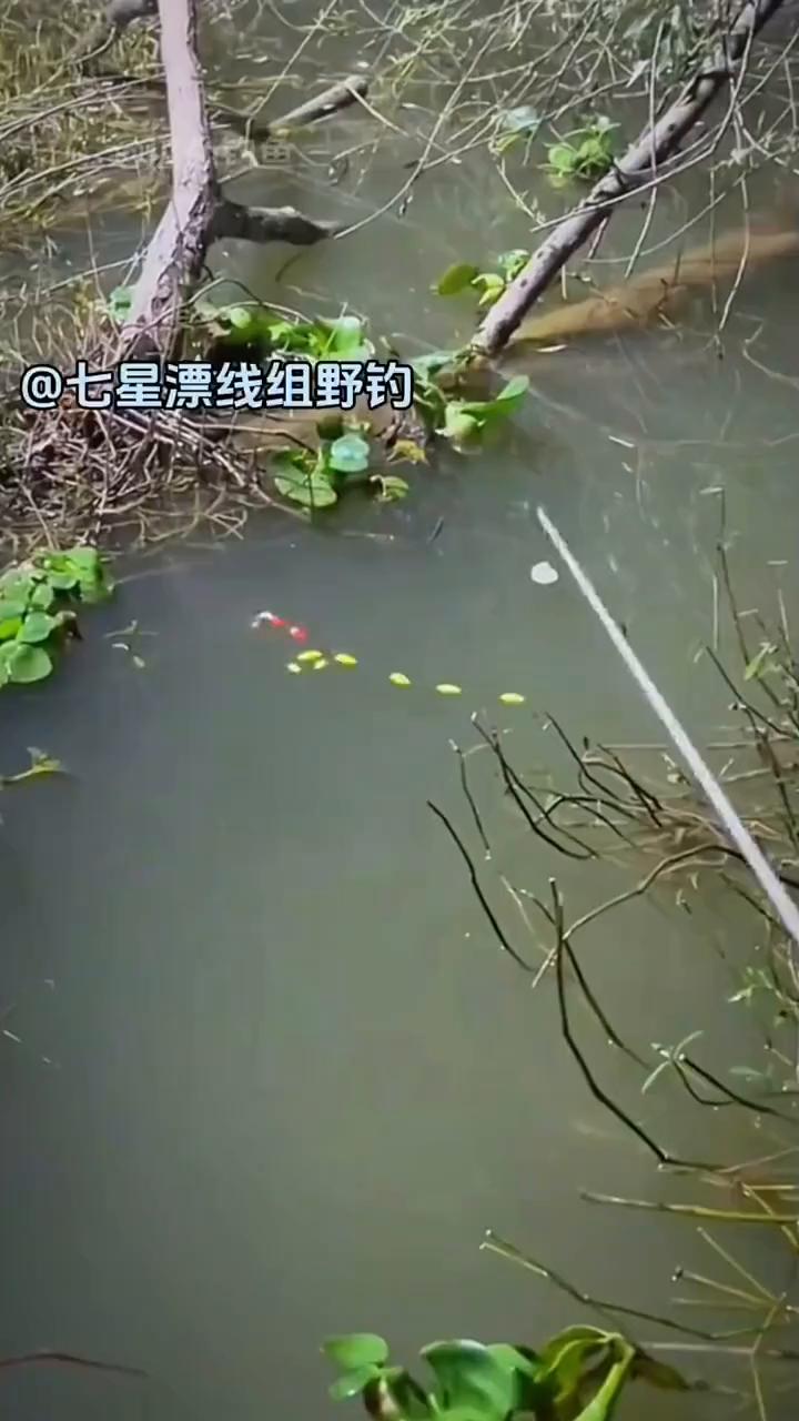 七星漂线组野钓。