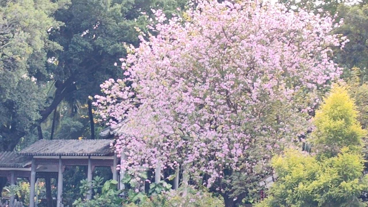 七绝●采风捕景/古韵   

春花浪漫景区游，
碧水红棉请泛舟。
假日悠闲何处去