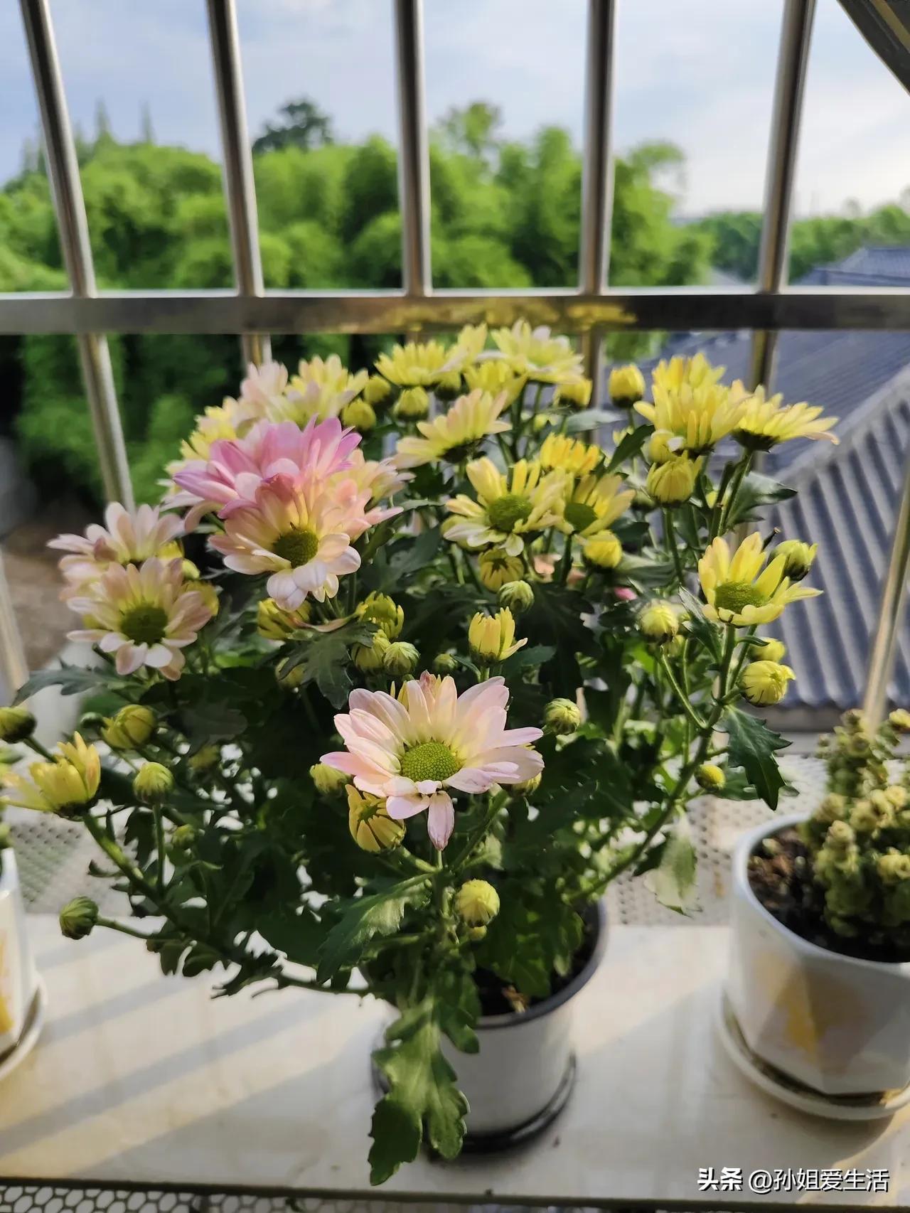 这盆花，被我过度宠爱而病了
这盆花是7月14号购入的，我对它悉心照料。见它花盆小