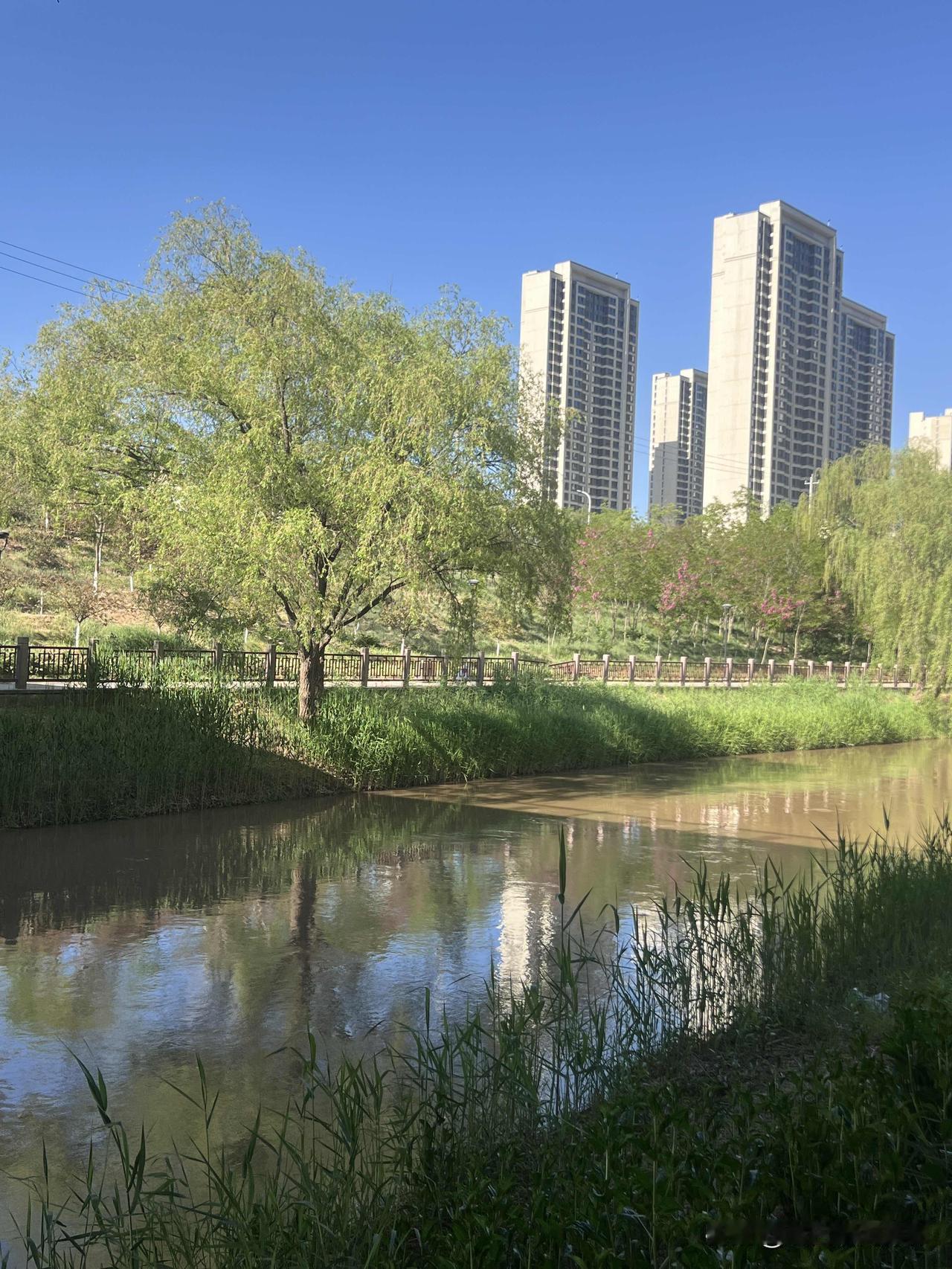 若不是那漫天飘飞的柳絮，这南河的景色倒也十分迷人！
遇上一个放晴的日子，到这条小