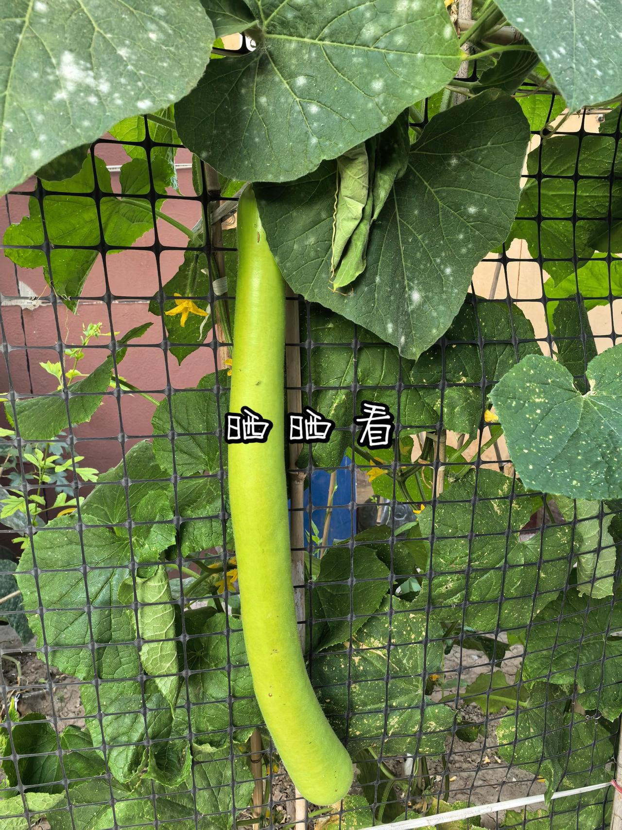 晒晒看