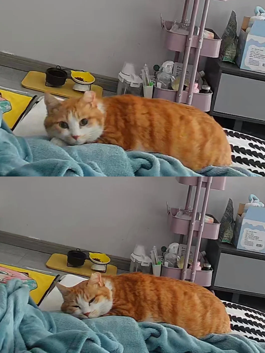 好可怜，只是一只吃不饱的大馋猪罢了