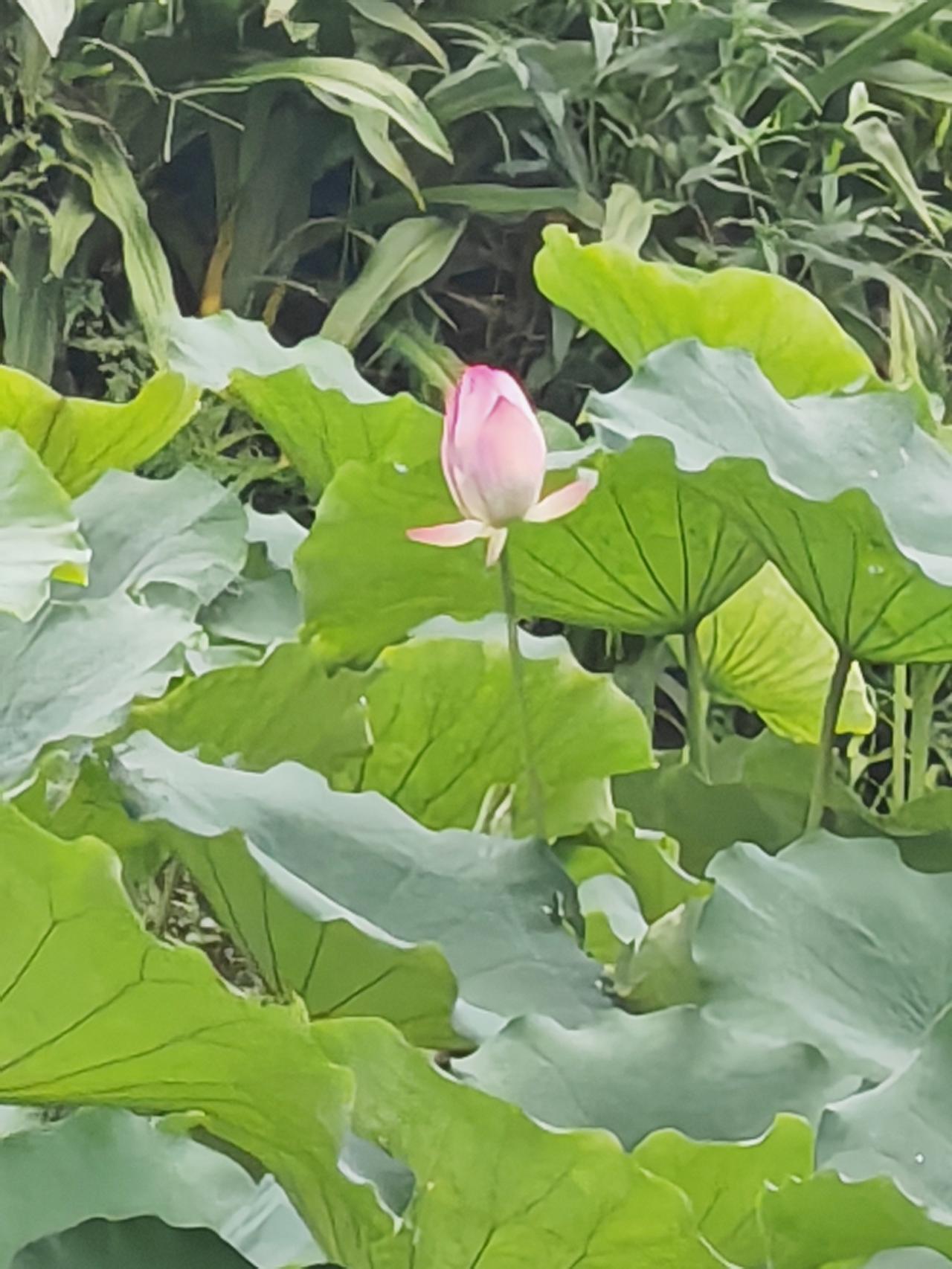 夏荷初绽，
万事温柔。
看荷花亭亭玉立，
心事随风，自在安然。
