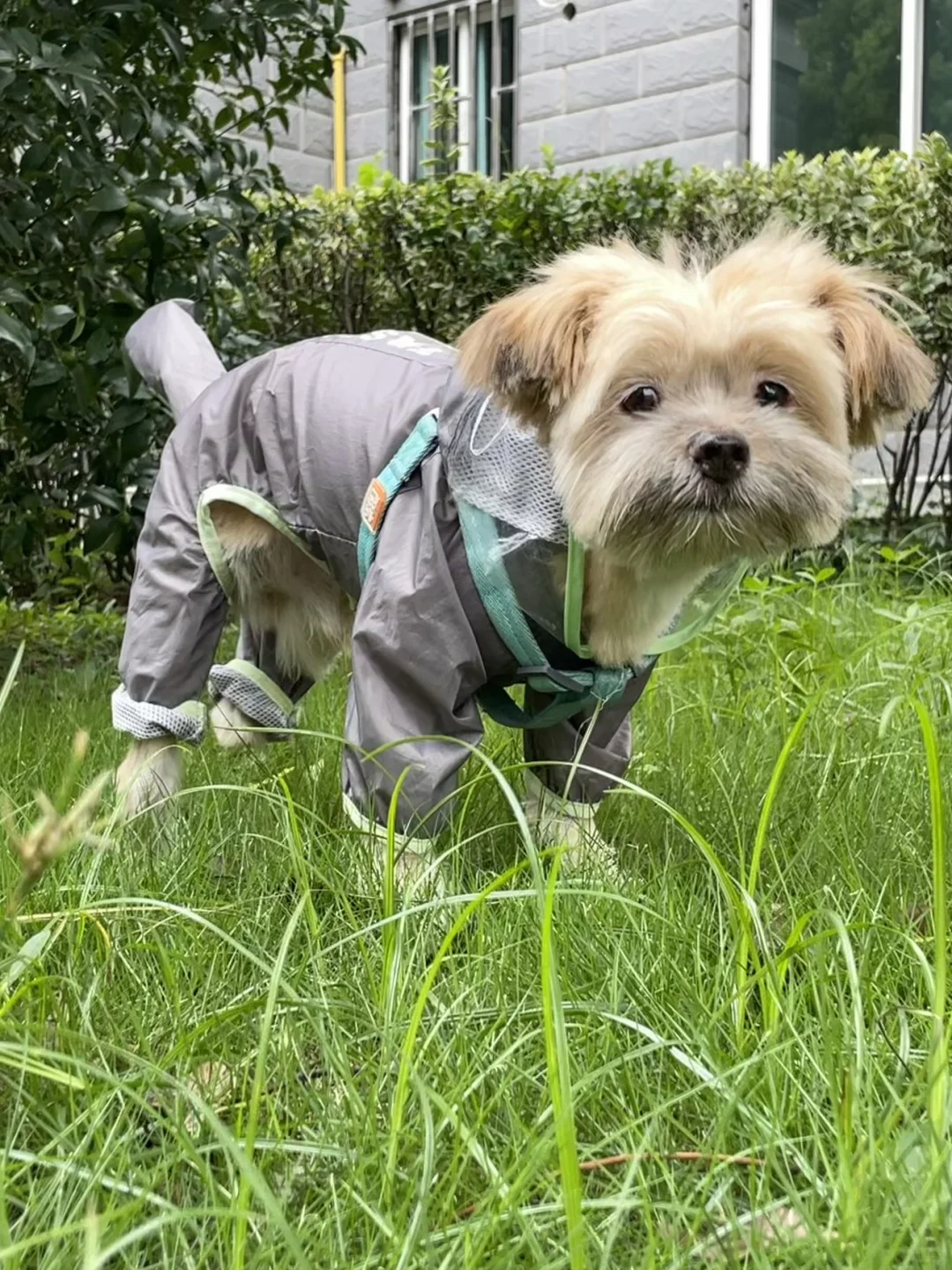 大头大头☔️下雨不愁