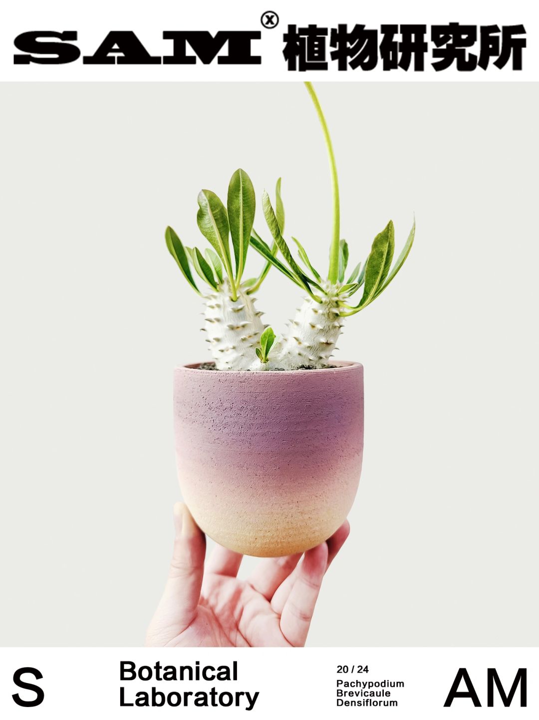 惠比大黑｜Pachypodium Brevicaule × Densif