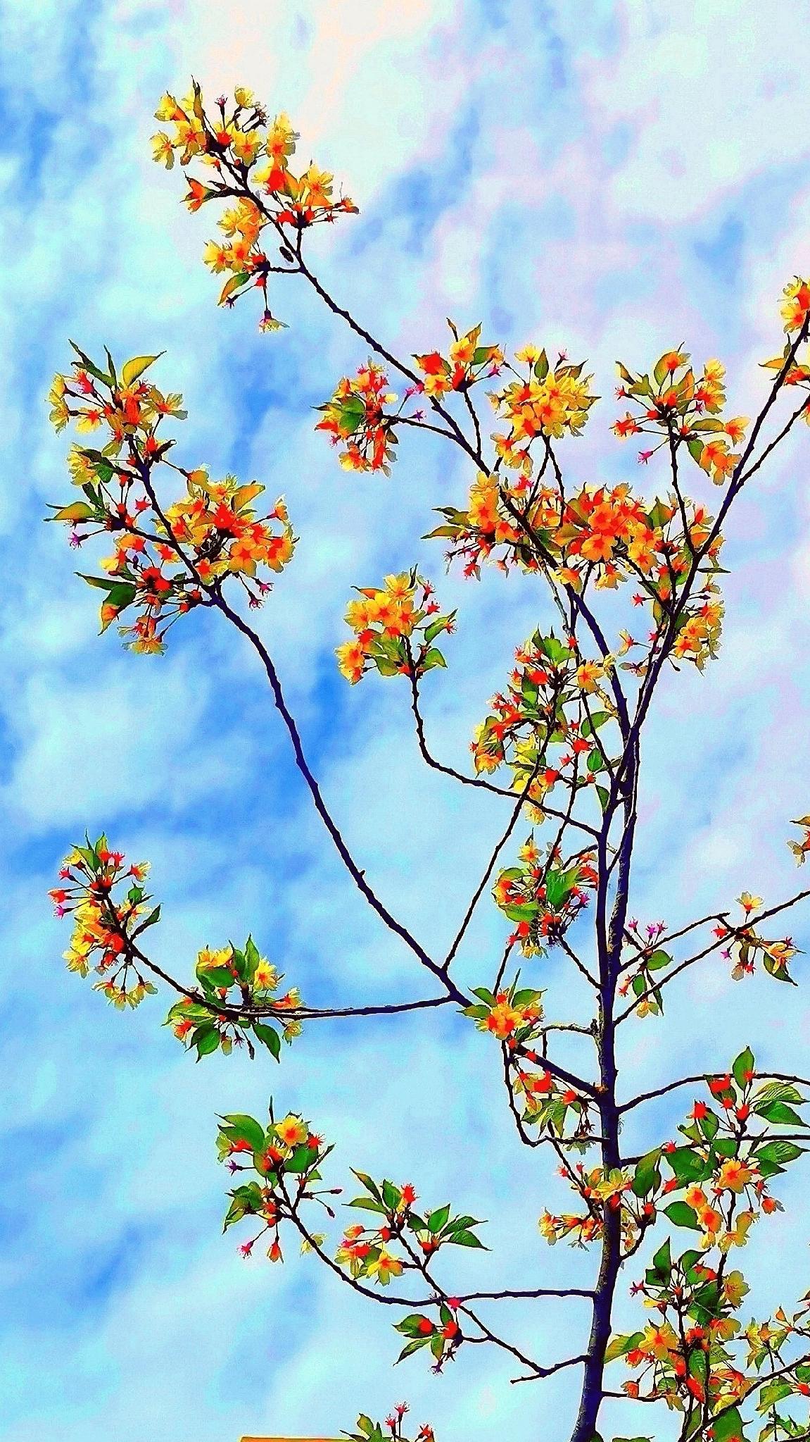 豆包评语：
一树鎏金，把春天拍成油画！