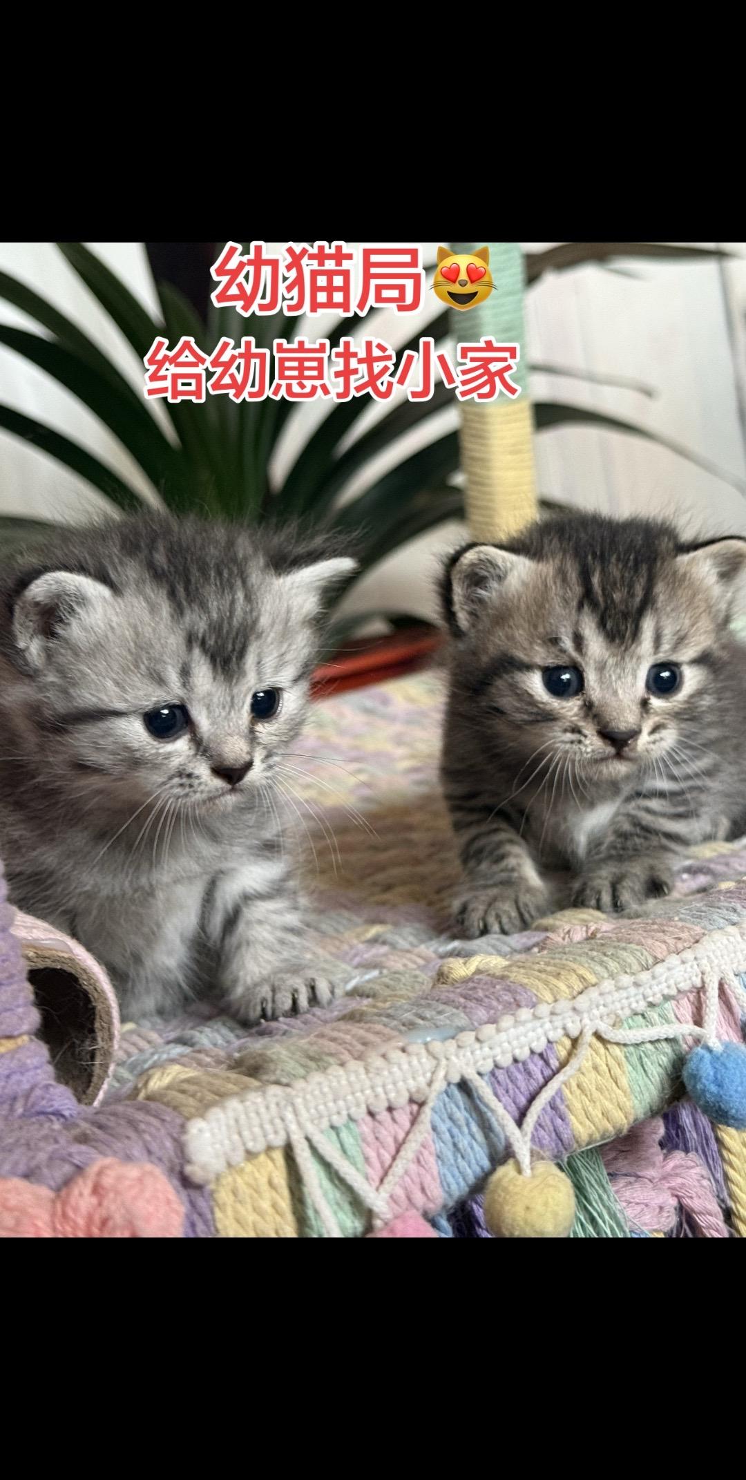 23天的崽崽咪