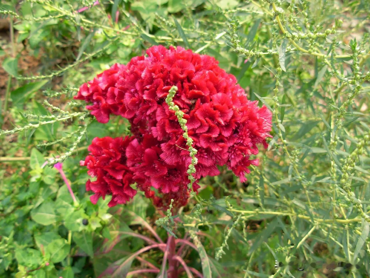 鸡冠花，木芙蓉
 #花# #随手拍花草。# #艳丽花朵随手拍# 
这次拍到了鸡冠