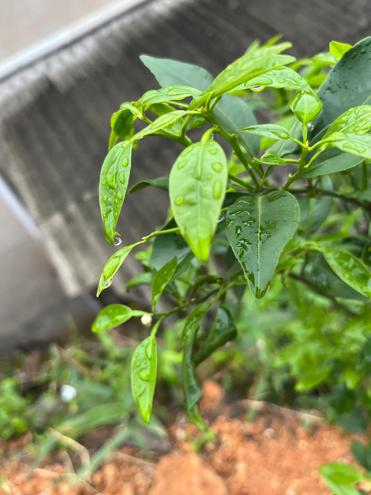 沃柑树十一月份要开花这正常吗？