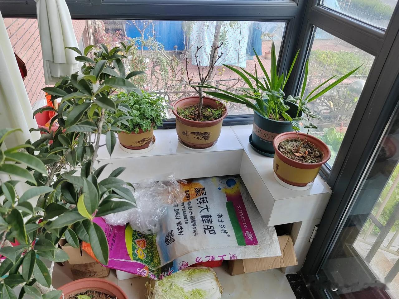 明天就出发去连云港了，这一走就是8-10个月，家里有太多的牵挂和不舍。今天把我养