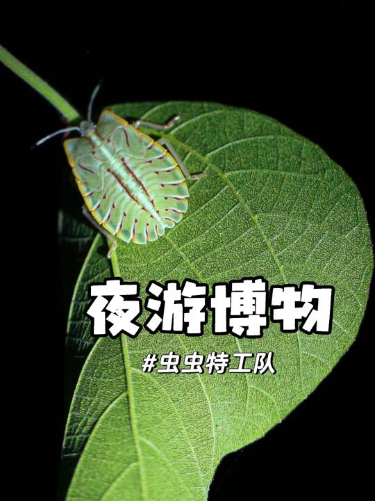 西双版纳植物园夜游｜虫虫特工队雨林小侦探