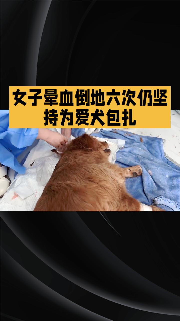 女子晕血倒地六次仍坚持为爱犬包扎，是勇气还是冒险？
近日，安徽一名女子在发现自家