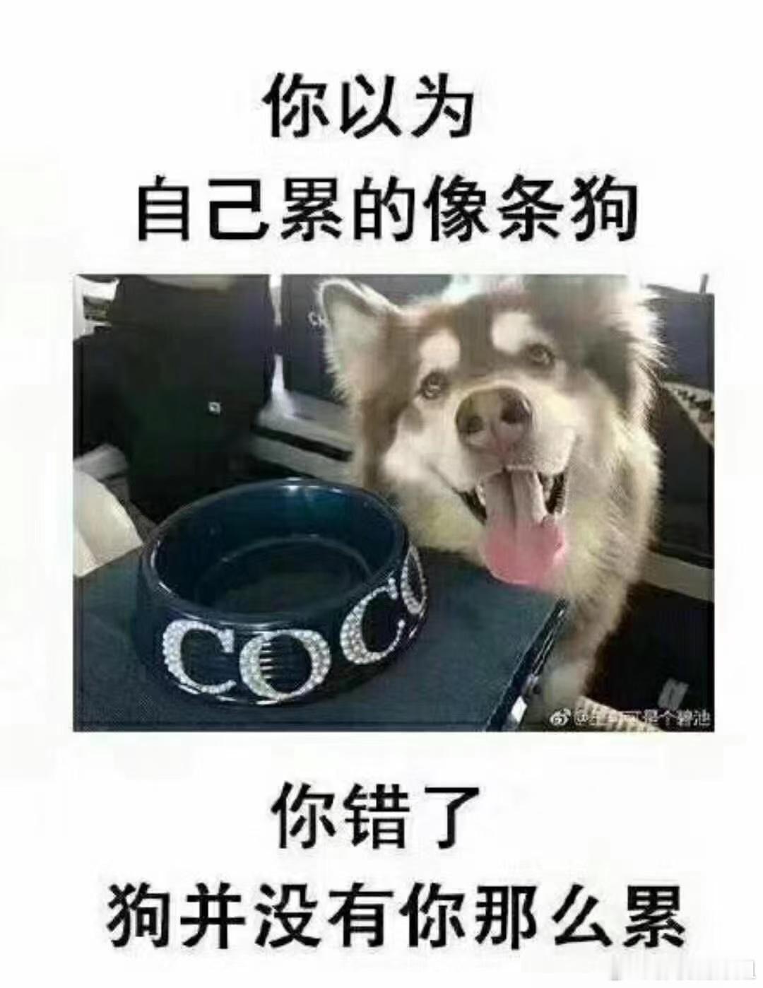 为什么都说累成狗？ 
